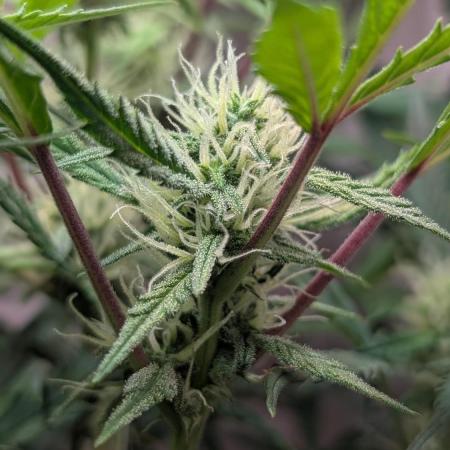 Permanent Jealousy XL Auto Sweet Seeds