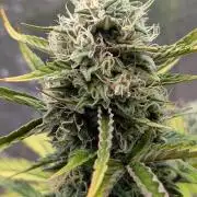Crystal Candy XL Auto - Sweet Seeds
