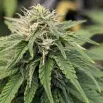 Orange Sherbet FF Fast Buds