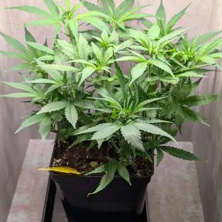 Skunk Auto Fast Buds Mini Grow