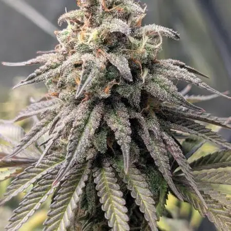 Papaya Zoap F1 Sweet Seeds