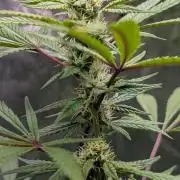 The Gassy One Super Sativa Seed Club