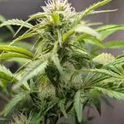 Eternity Grow Cup  Sticky Broccoli Auto