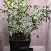 Hindu Kush Auto Sensi Seeds
