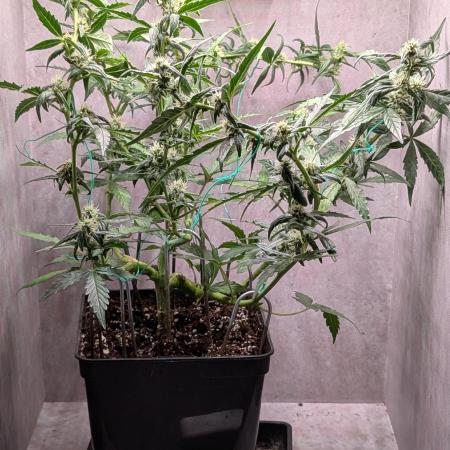 Hindu Kush Auto Sensi Seeds