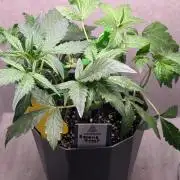 Banana Frost