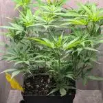 Skunk Auto Fast Buds Mini Grow