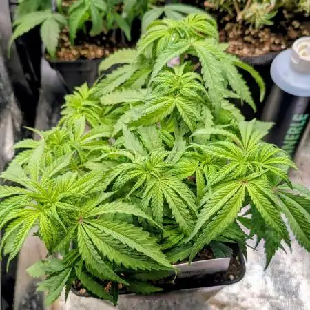 Mental Rainbow F1 Sweet Seeds