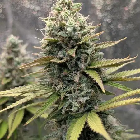 Mental Rainbow F1 Sweet Seeds