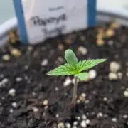 Diablo Rojo XL Auto - Sweet Seeds