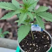 Auto Super Skunk - Sensible Seeds