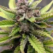 Diablo Rojo XL Auto - Sweet Seeds