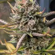 Crystal Candy XL Auto - Sweet Seeds