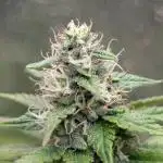 Mental Rainbow F1 Sweet Seeds