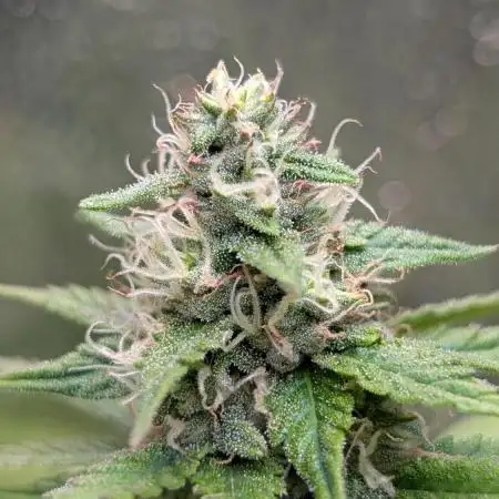 Mental Rainbow F1 Sweet Seeds