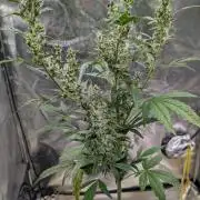 Toffee Pudding Auto Anesia Seeds