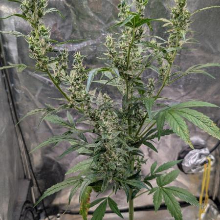 Toffee Pudding Auto Anesia Seeds