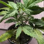 Permanent Jealousy XL Auto Sweet Seeds