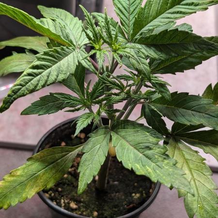 Permanent Jealousy XL Auto Sweet Seeds