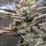 Papaya Cookies Auto Fast Buds