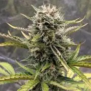 Crystal Candy XL Auto - Sweet Seeds