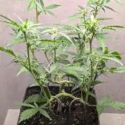Hindu Kush Auto Sensi Seeds