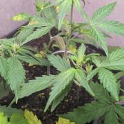 Purple Lemonade Auto Fast Buds Outdoor