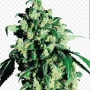 Super Skunk Sensi Seeds