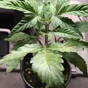 Permanent Jealousy XL Auto Sweet Seeds