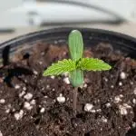 Skunk Auto Fast Buds Mini Grow
