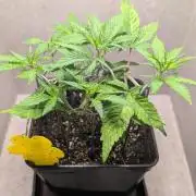 Permanent Jealousy XL Auto Sweet Seeds