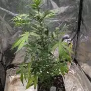 Crystal Candy XL Auto - Sweet Seeds