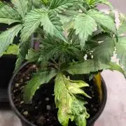 Eternity Grow Cup  Sticky Broccoli Auto