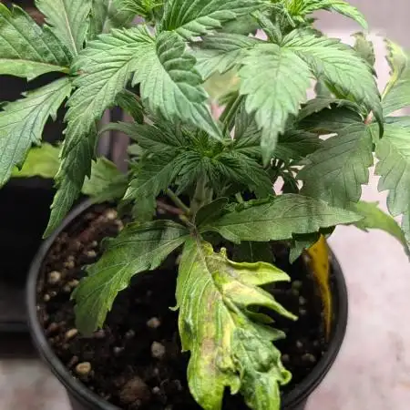 Eternity Grow Cup  Sticky Broccoli Auto