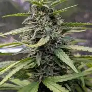 Strawberry Cola Sherbet F1 Sweet Seeds