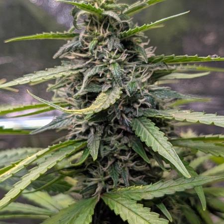 Strawberry Cola Sherbet F1 Sweet Seeds