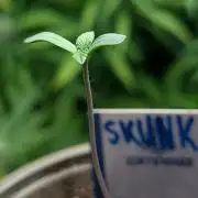 Auto Super Skunk - Sensible Seeds