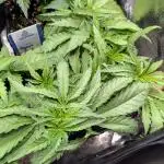 Papaya Zoap F1 Sweet Seeds