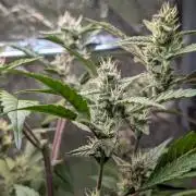 Papaya Cookies Auto Fast Buds