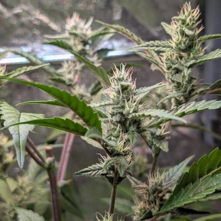 Papaya Cookies Auto Fast Buds