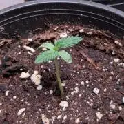Purple OG Punch