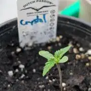 Crystal Candy XL Auto - Sweet Seeds