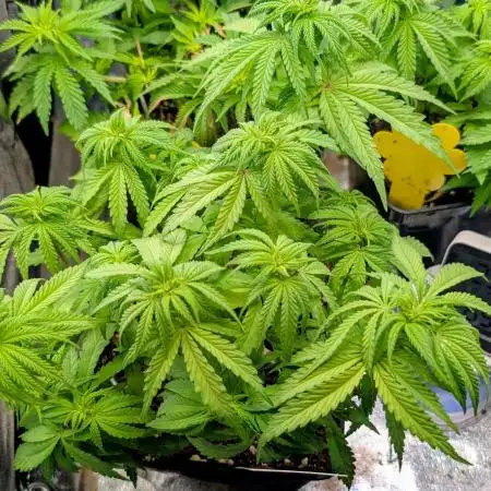 Papaya Zoap F1 Sweet Seeds