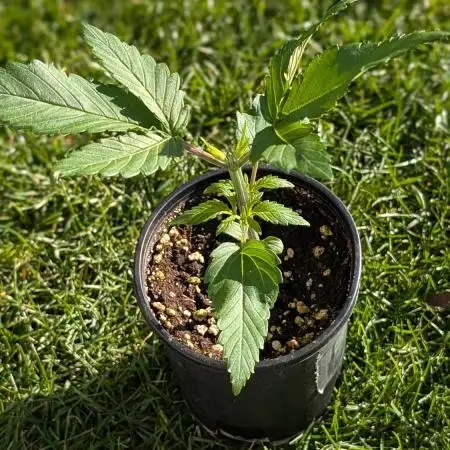 Skunk Auto Fast Buds Mini Grow