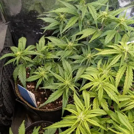 Sweet Mandarine Zkittlez Auto Sweet Seeds