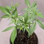 Hindu Kush Auto Sensi Seeds