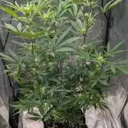 The Gassy One Super Sativa Seed Club