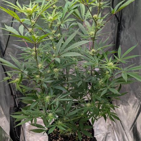 The Gassy One Super Sativa Seed Club