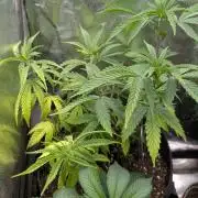 Strawberry Cola Sherbet F1 Sweet Seeds