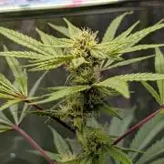 The Gassy One Super Sativa Seed Club